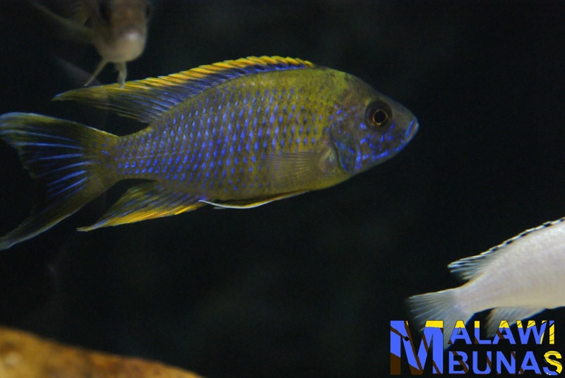 Aulonocara sp. 'lwanda' Hai Reef